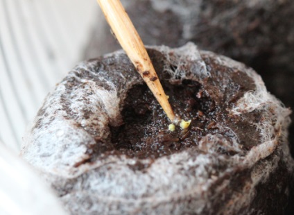 Eustoma - crescând din semințe în comprimate de turbă pe