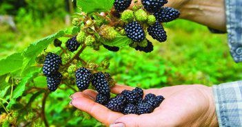 Blackberry fără plantarea și îngrijirea spinii, cum să îngrijești
