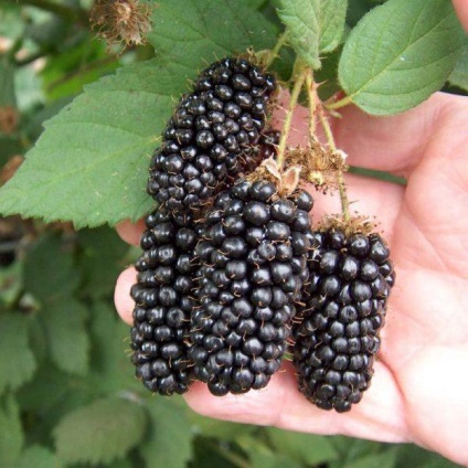 Blackberry fără plantare și îngrijire a spinii, cum să îngrijești
