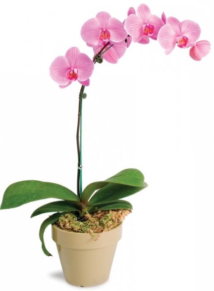 Phalaenopsis - transplant și îngrijire după el