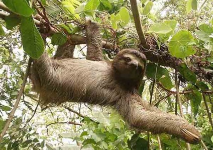 Fauna Amazonului, hasta pronto