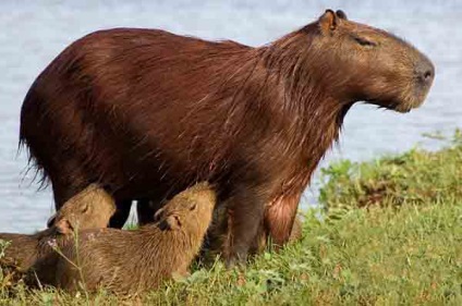 Fauna Amazonului, hasta pronto