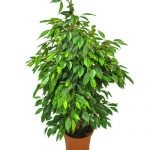 Ficus ginseng de îngrijire la domiciliu și de reproducție, fotografii și bonsai, ce să facă în cazul în care frunzele cad