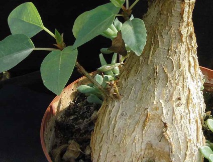 Ficus ginseng de îngrijire la domiciliu și de reproducție, fotografii și bonsai, ce să facă în cazul în care frunzele cad