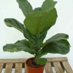 Ficus ginseng de îngrijire la domiciliu și de reproducție, fotografii și bonsai, ce să facă în cazul în care frunzele cad