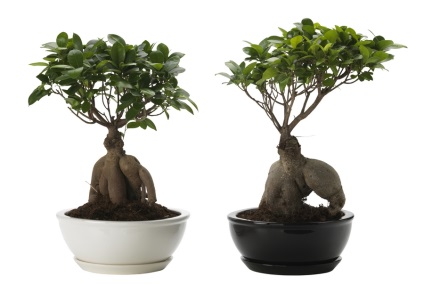 Ficus ginseng de îngrijire la domiciliu și de reproducție, fotografii și bonsai, ce să facă în cazul în care frunzele cad