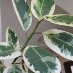 Ficus ginseng de îngrijire la domiciliu și de reproducție, fotografii și bonsai, ce să facă în cazul în care frunzele cad