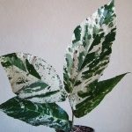 Ficus ginseng de îngrijire la domiciliu și de reproducție, fotografii și bonsai, ce să facă în cazul în care frunzele cad