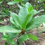 Ficus ginseng de îngrijire la domiciliu și de reproducție, fotografii și bonsai, ce să facă în cazul în care frunzele cad