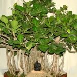 Ficus ginseng de îngrijire la domiciliu și de reproducție, fotografii și bonsai, ce să facă în cazul în care frunzele cad