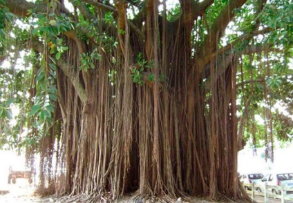 Ficus, specie, fapte istorice și descrierea plantei