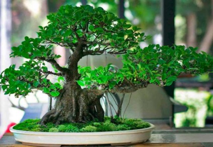 Ficus, specie, fapte istorice și descrierea plantei