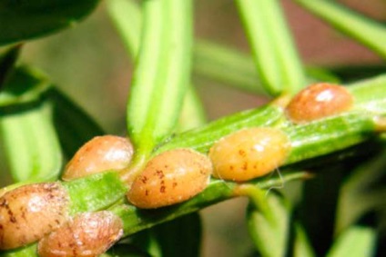 Ficus, specie, fapte istorice și descrierea plantei