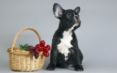 Francia bulldog, belföldi tenyésztés francia bulldog, normál test csontváz füle