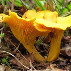 În cazul în care crește ciuperci chanterelles cum să distingă chanterelles false de la fotografii comestibile