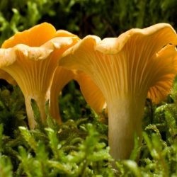 În cazul în care crește ciuperci chanterelles cum să distingă chanterelles false de la fotografii comestibile