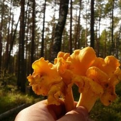 În cazul în care crește ciuperci chanterelles cum să distingă chanterelles false de la fotografii comestibile