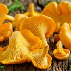 În cazul în care crește ciuperci chanterelles cum să distingă chanterelles false de la fotografii comestibile