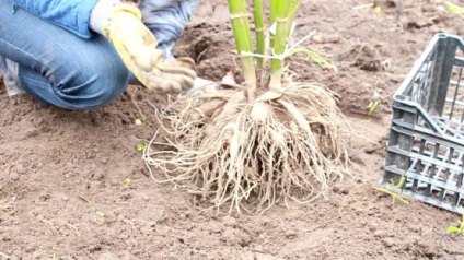 Dahlias depozitarea tuberculilor în timpul iernii