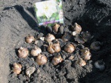 Iacinths în toamnă - plantarea în sol deschis, cum și când să planteze zambile în toamnă; îngrijirea igienică