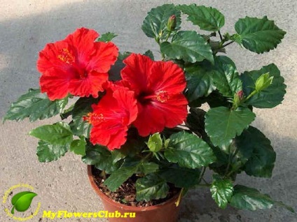 Hibiscus Mix