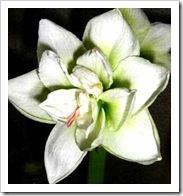 Hippeastrum (hippeastrum) - creste, se propaga si grija pentru cabana, site-ul despre gradina, cabana si