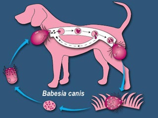 Acasă - Spitalul de medicină veterinară Mariupol