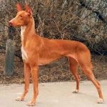 Hounds dogs foto, nume, descriere rusă și caracteristici principale, preț și unde să cumpere, casa