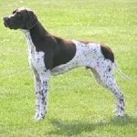 Hounds dogs foto, nume, descriere rusă și caracteristici principale, preț și unde să cumpere, casa
