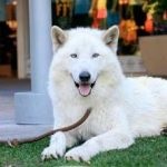Fürge kutya fényképét, nevét, leírását és az orosz főbb jellemzői, ára és hol vesz egy házat