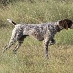 Fürge kutya fényképét, nevét, leírását és az orosz főbb jellemzői, ára és hol vesz egy házat