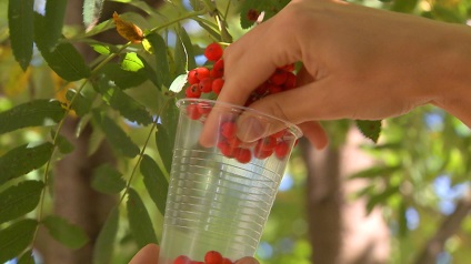 Gradina orasului are sau nu manca fructe care au crescut de-a lungul drumurilor includ starea de spirit