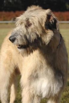 Numele Wolfhound-ului irlandez - rasele de câini