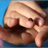 Insectoterapia sau metoda netradițională de tratament a insectelor - medicul dvs. aibolit