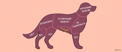 Instrucțiuni pentru animalele de companie