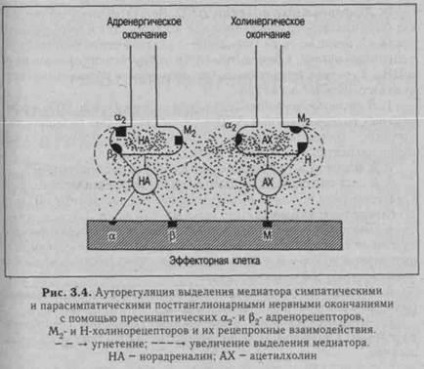 Sistemul nervos intra-organ și receptorii țesuturilor - stadopedia