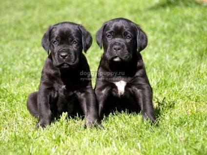 Italiană Cane Corso descriere, fotografii și preturi