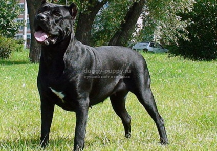 Italiană Cane Corso descriere, fotografii și preturi