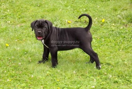 Italiană Cane Corso descriere, fotografii și preturi