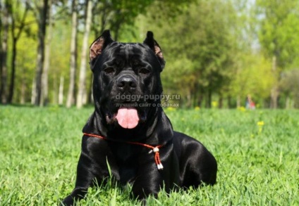 Italiană Cane Corso descriere, fotografii și preturi