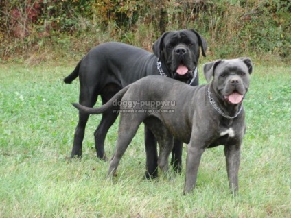 Italiană Cane Corso descriere, fotografii și preturi