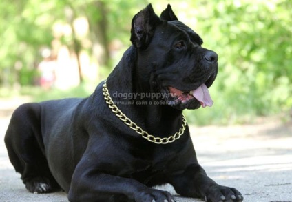 Italiană Cane Corso descriere, fotografii și preturi