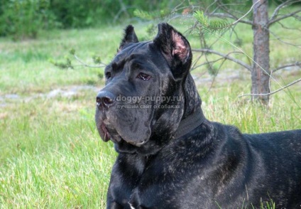 Italiană Cane Corso descriere, fotografii și preturi