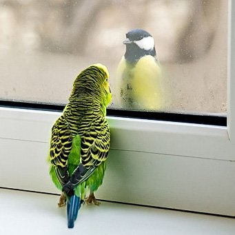 Cum de tweeting papagalii ondulari, un papagal ondulat chirps