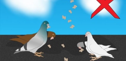 Cum sa scapi de porumbei pe metodele de a sperie păsările