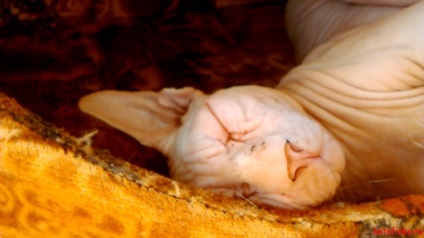 Cum să pisici somn sphinx, Sfinxul