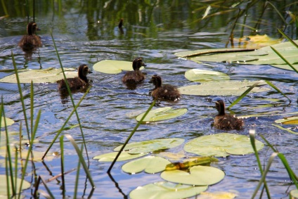 Cum de a prinde rațe sălbatice pe lac - vânăm pentru o rață fără caracteristici de arme prinde un cârlig