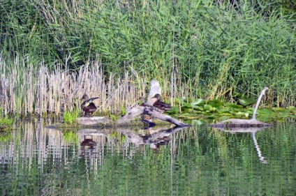 Cum de a prinde rațe sălbatice pe lac - vânăm pentru o rață fără caracteristici de arme prinde un cârlig