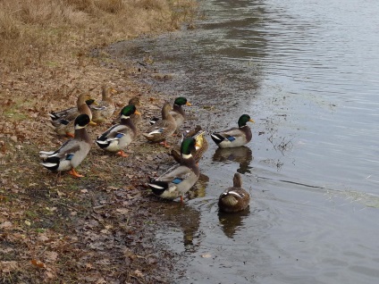 Cum de a prinde rațe sălbatice pe lac - vânăm pentru o rață fără caracteristici de arme prinde un cârlig