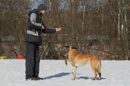 Cum de a învăța un câine de a face un 